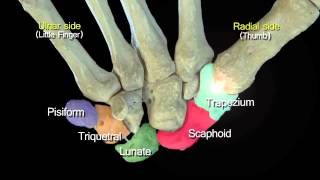 Funky Anatomy EXAM QUESTIONS Carpal and Hand Bones [upl. by Xyno726]