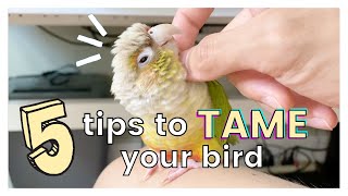 5 TIPS ON HOW TO TAME YOUR BIRD AND GAIN ITS TRUST [upl. by Lukas125]