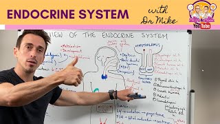 Overview of the Endocrine System [upl. by Rojam783]