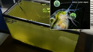 Raising Daphnia for the Freshwater Aquarium [upl. by Sellig]