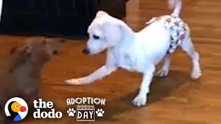 This Puppy Mill Dog Is Finally About To Get A Family  The Dodo Adoption Day [upl. by Elleiram]