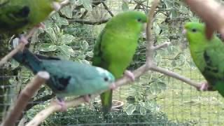 Catharinaparkieten  Aviarybirds – Parakeets – Budgie – Parakeets – Parkieten – Lovebirds [upl. by Pall884]