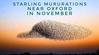 Starling Murmurations amp Roosting of 100000 Starlings With Original Audio [upl. by Assej770]