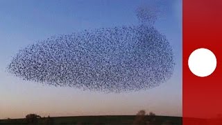 Starling murmuration creates incredible aerial display Israel [upl. by Kalvn98]