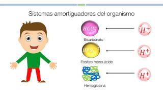 2 Sistemas amortiguadores del organismo Bioquímica [upl. by Enileqcaj]