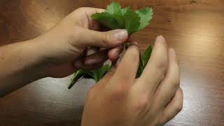 How to Strip a Pachysandra Plant [upl. by Clymer]