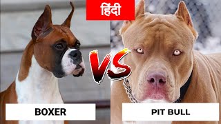 Boxer VS Pit bull in Hindi  Dog VS Dog  PET INFO  Best For You as Pet [upl. by Anihsit992]