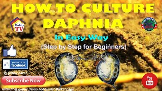 HOW TO CULTURE DAPHNIA In Easy Way [upl. by Leahcimsemaj]