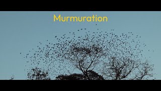 Murmuration [upl. by Edwine]