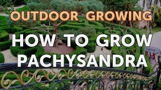 How to Grow Pachysandra [upl. by Aicire]