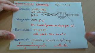 Transcripción del ADN en eucariotas [upl. by Gnol307]