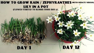 How to Grow Rain  Zephyranthes Lily in a Pot With Update Videos [upl. by Nnayllehs459]