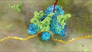 Traducción descripción detallada  HHMI BioInteractive Video [upl. by Eidson459]