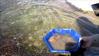 Gold Panning and metal detecting the Slab on the Llano River [upl. by Yevad]