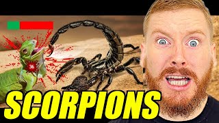 TierZoo Are Scorpions OP Reaction [upl. by Tiffa229]