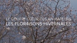 Les floraisons hivernales  Coup de cœur des animateurs [upl. by Amek]