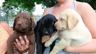 Adorable Labrador Retriever Puppies [upl. by Lat]