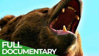 Wildlife  Episode 6 Bears  Free Documentary Nature [upl. by Ystap]